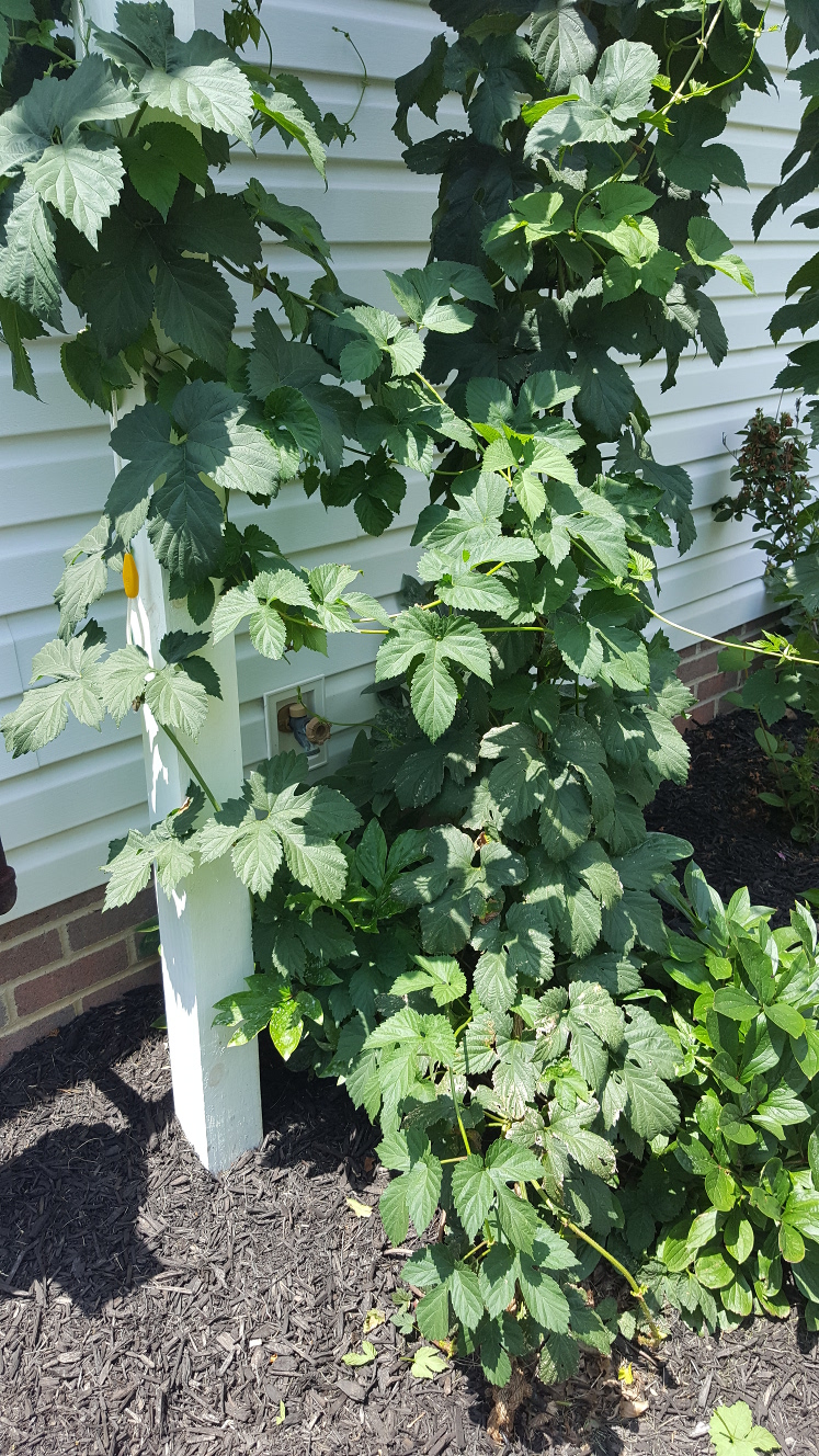 Growing Hops: Preparing for the Hopocalypse – Krepples Brew Log